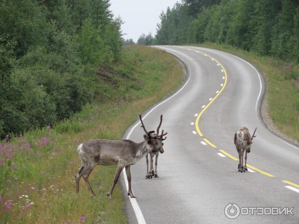 Путешествие на машине по Скандинавии фото
