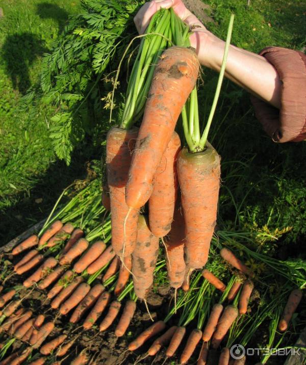 Морковь Дордонь F1: отзывы, фото, описание сорта, характеристика, достоинства и недостатки, особенности выращивания - информация на сайте