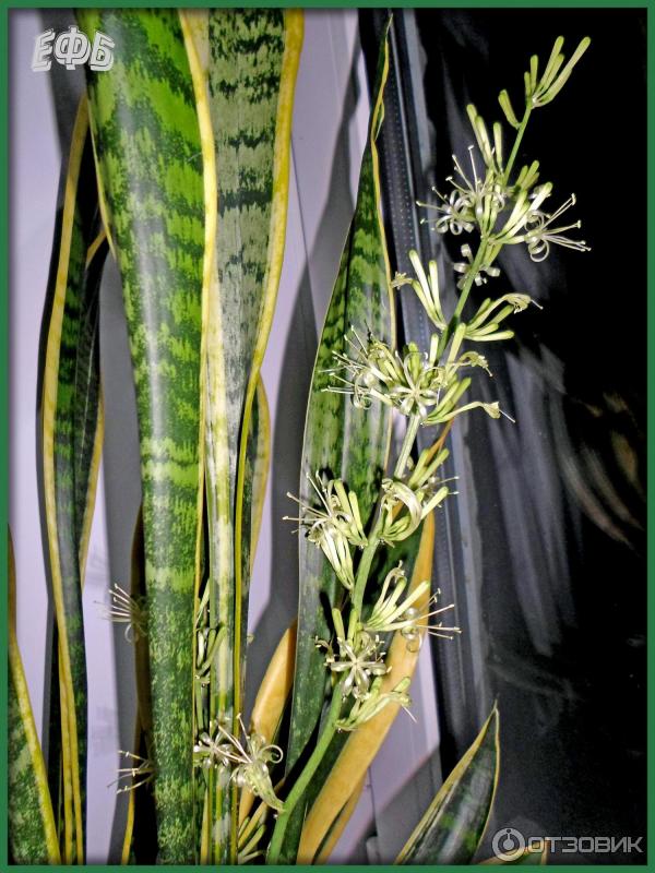 Комнатное растение Сансевиерия (Щучий хвост) фото