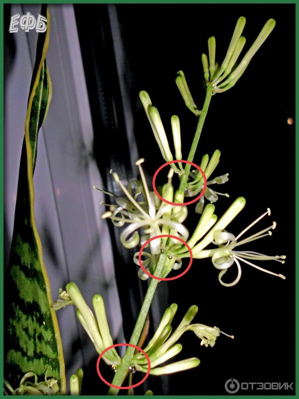 Комнатное растение Сансевиерия (Щучий хвост) фото