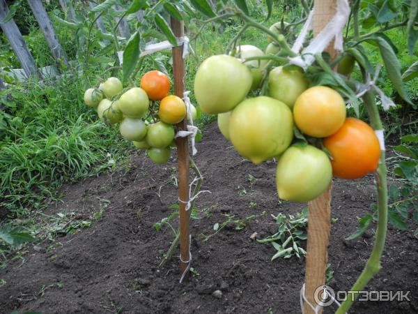 Семена томата Premium seeds Медовые купола F фото