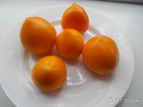 Семена томата Premium seeds Медовые купола F фото