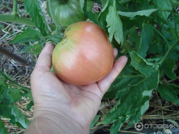 Семена томатов Редько В. В. Большая малина фото