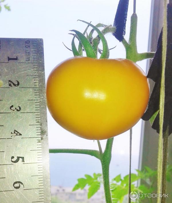 Семена томата хурма. 300 Грамм помидор. Томат хурма от Аэлиты отзывы.