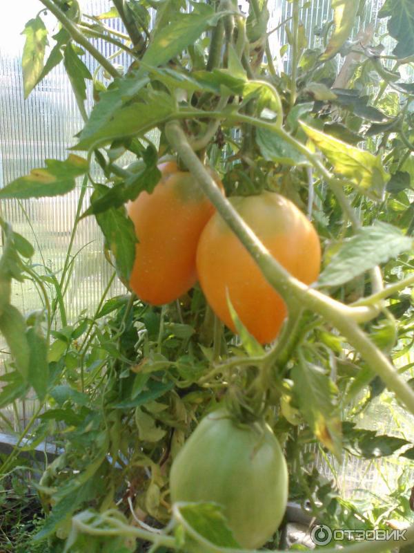 Стоит ли сажать томат Южный загар – плюсы и минусы сорта