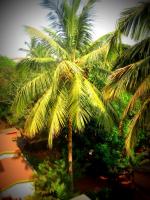 Пляж Калангут (Северный Гоа) в Индии: погода, отели, отзывы, куда сходить и чем заняться