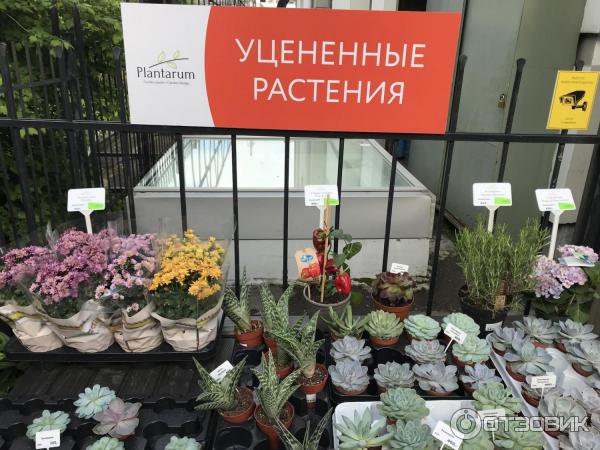 Ботанический Сад Магазин Саженцев Минск