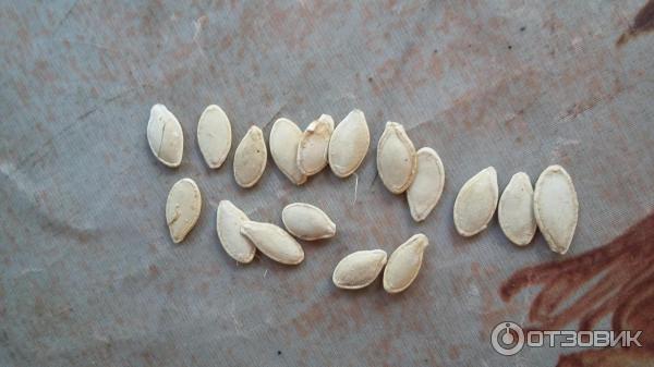 Длина семени тыквы. Семена кабачков. Семечки кабачка. Как выглядят семена кабачков. Кабачок семена как выглядят.