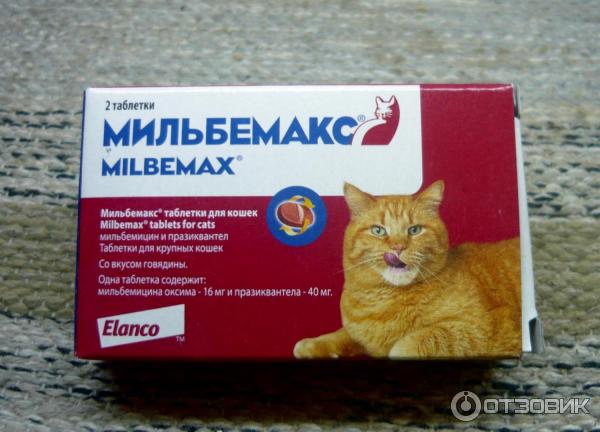 За сколько глистогонить кошку перед прививкой. Глистогонное средство Мильбемакс. Мильбемакс для кошек таблетки. Таблетки глистогонные для кошек Мильбемакс. Таблетки от глистов глистогон для кошек.