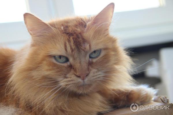 Отзыв о Порода кошек Сибирская кошка | Знакомьтесь - наш Рыжий!