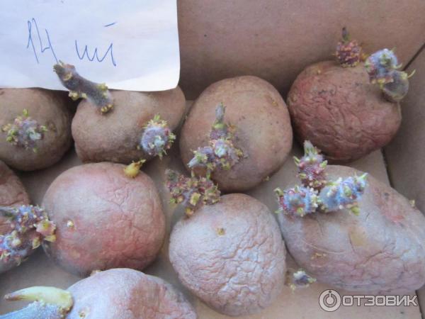 Сорт картофеля Ирбитский фото