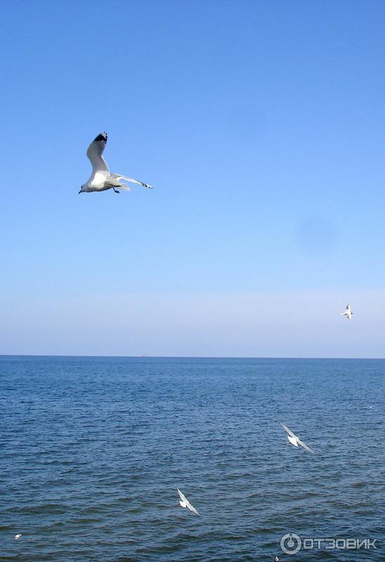 Морские Птицы Калининградской Области Фото С Названиями
