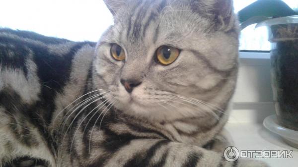 Отзыв о Британские кошки | Красивое животное из рекламы Вискас!